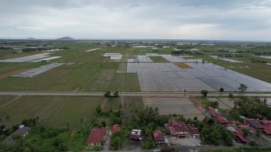 Kedah, Malezya 'nın Paddy Pirinç Tarlaları