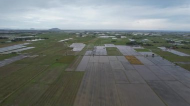 Kedah, Malezya 'nın Paddy Pirinç Tarlaları