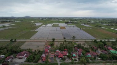 Kedah, Malezya 'nın Paddy Pirinç Tarlaları