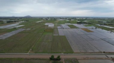 Kedah, Malezya 'nın Paddy Pirinç Tarlaları