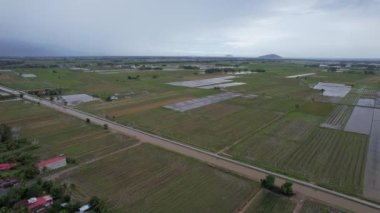 Kedah, Malezya 'nın Paddy Pirinç Tarlaları