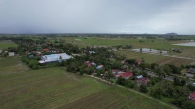 Kedah, Malezya 'nın Paddy Pirinç Tarlaları