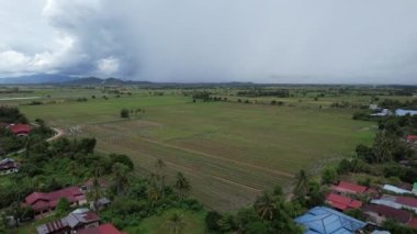 Kedah, Malezya 'nın Paddy Pirinç Tarlaları