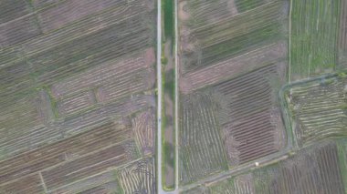 Kedah, Malezya 'nın Paddy Pirinç Tarlaları