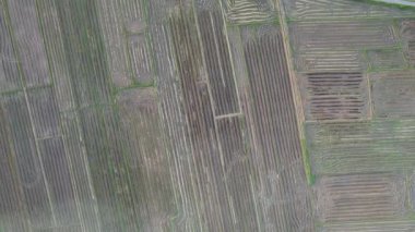 Kedah, Malezya 'nın Paddy Pirinç Tarlaları