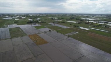 Kedah, Malezya 'nın Paddy Pirinç Tarlaları