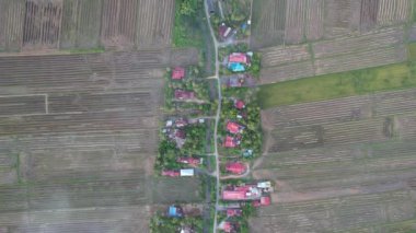 Kedah, Malezya 'nın Paddy Pirinç Tarlaları