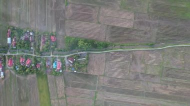 Kedah, Malezya 'nın Paddy Pirinç Tarlaları