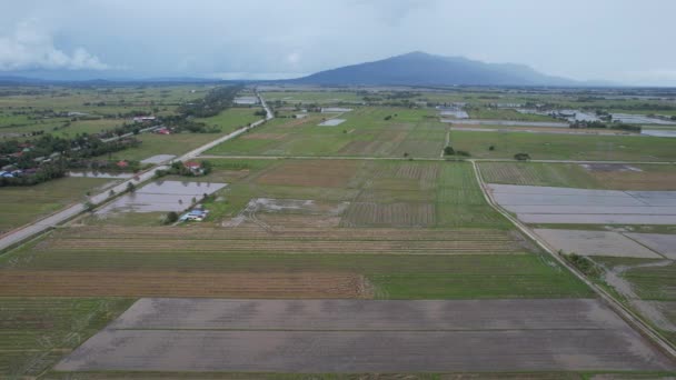 Pola Ryżowe Paddy Kedah Malezja — Wideo stockowe