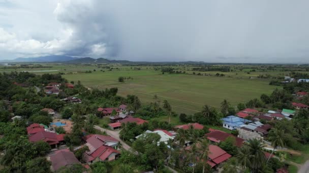 Paddy Rice Fields Kedah Malaysia — Stock Video