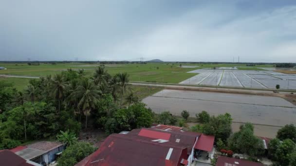 Les Rizières Kedah Malaisie — Video