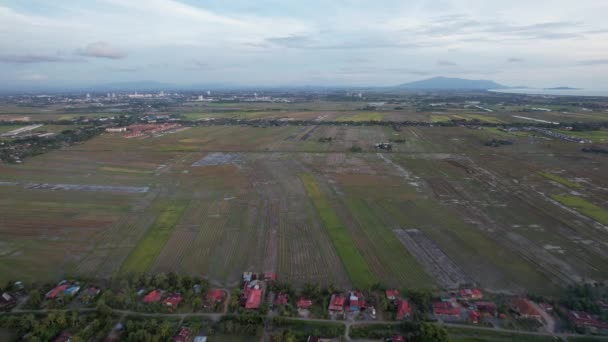 Los Campos Arroz Arroz Kedah Malasia — Vídeo de stock