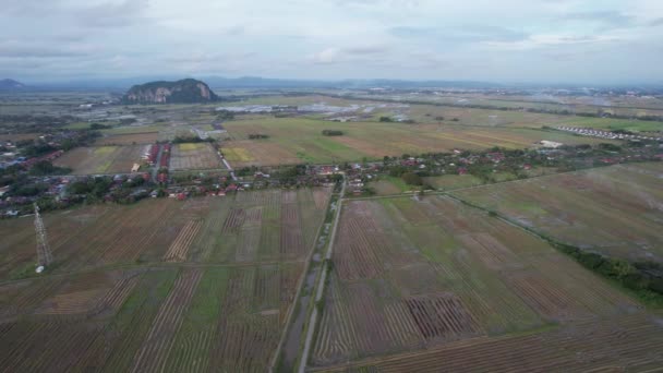 Paddy Rice Fields Kedah Malaysia — Stock Video