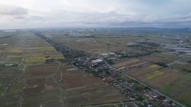 Kedah, Malezya 'nın Paddy Pirinç Tarlaları