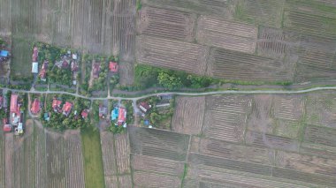 Kedah, Malezya 'nın Paddy Pirinç Tarlaları