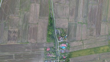 Kedah, Malezya 'nın Paddy Pirinç Tarlaları