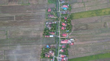 Kedah, Malezya 'nın Paddy Pirinç Tarlaları