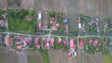 Kedah, Malezya 'nın Paddy Pirinç Tarlaları