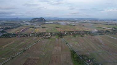 Kedah, Malezya 'nın Paddy Pirinç Tarlaları