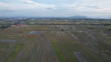 Kedah, Malezya 'nın Paddy Pirinç Tarlaları