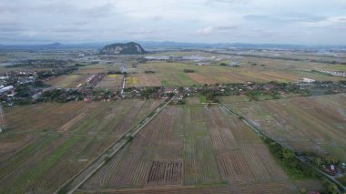 Kedah, Malezya 'nın Paddy Pirinç Tarlaları