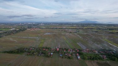 Kedah, Malezya 'nın Paddy Pirinç Tarlaları