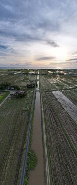 Kedah, Malezya 'nın Paddy Pirinç Tarlaları