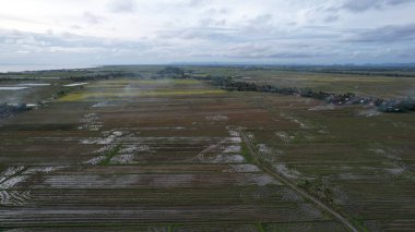 Kedah, Malezya 'nın Paddy Pirinç Tarlaları