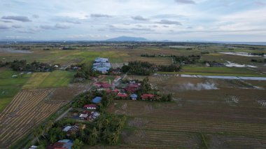 Kedah, Malezya 'nın Paddy Pirinç Tarlaları