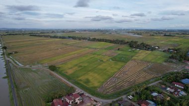 Kedah, Malezya 'nın Paddy Pirinç Tarlaları