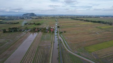 Kedah, Malezya 'nın Paddy Pirinç Tarlaları