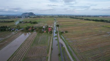 Kedah, Malezya 'nın Paddy Pirinç Tarlaları