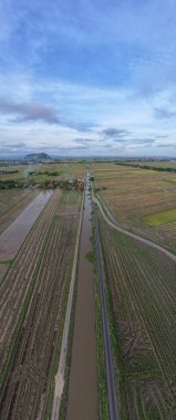 Kedah, Malezya 'nın Paddy Pirinç Tarlaları