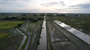 Kedah, Malezya 'nın Paddy Pirinç Tarlaları