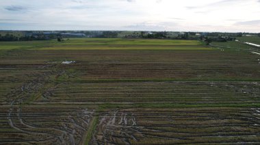Kedah, Malezya 'nın Paddy Pirinç Tarlaları