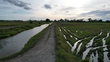 Kedah, Malezya 'nın Paddy Pirinç Tarlaları