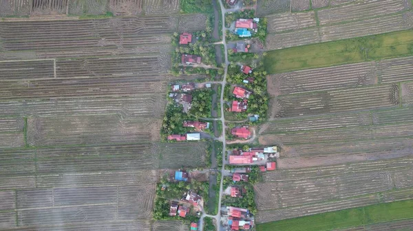 Kedah, Malezya 'nın Paddy Pirinç Tarlaları