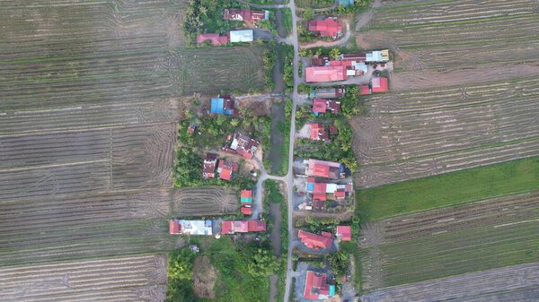 The Paddy Rice Fields of Kedah, Malaysia