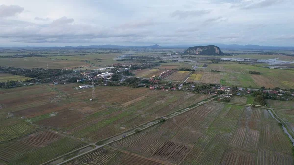 Kedah, Malezya 'nın Paddy Pirinç Tarlaları