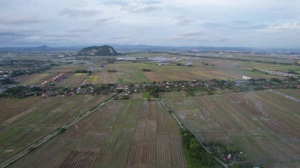 Kedah, Malezya 'nın Paddy Pirinç Tarlaları