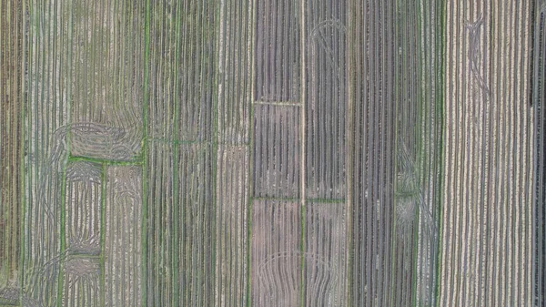 Pola Ryżowe Paddy Kedah Malezja — Zdjęcie stockowe