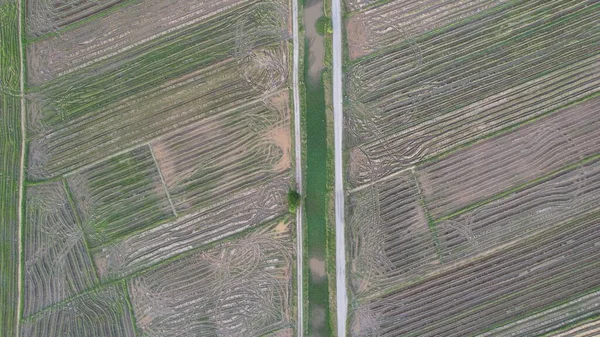 Paddy Rice Fields Kedah Malajsie — Stock fotografie