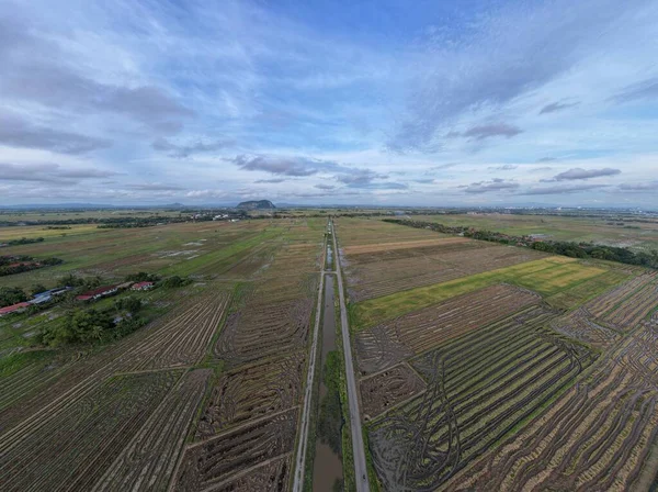 Die Reisfelder Von Kedah Malaysia — Stockfoto