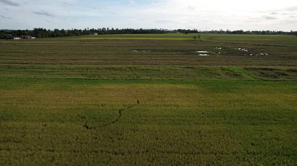 Pola Ryżowe Paddy Kedah Malezja — Zdjęcie stockowe