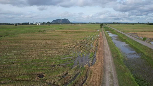 Kedah Malezya Nın Paddy Pirinç Tarlaları — Stok fotoğraf