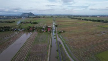 Kedah, Malezya 'nın Paddy Pirinç Tarlaları