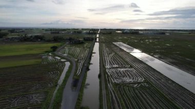 Kedah, Malezya 'nın Paddy Pirinç Tarlaları