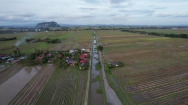 Kedah, Malezya 'nın Paddy Pirinç Tarlaları