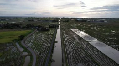 Kedah, Malezya 'nın Paddy Pirinç Tarlaları