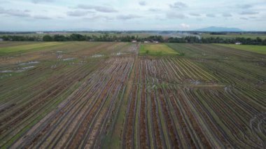 Kedah, Malezya 'nın Paddy Pirinç Tarlaları